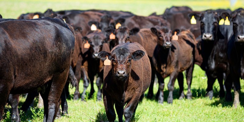 Chapter 10: Sustainable Beef and Culinary Fusion: A Modern Blend - Campo Meat